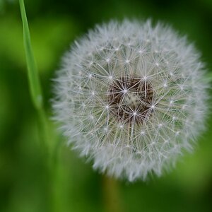100-400_Quasi-Makro.jpg
