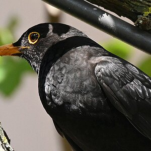 100-400_TC2_Amsel.jpg