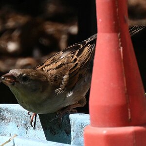 100-400_TC2_Spatz am Wasser.jpg
