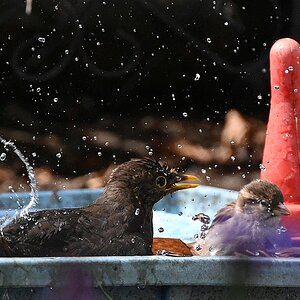 100-400_TC2_Spatz und Amsel am Wasser-2.jpg