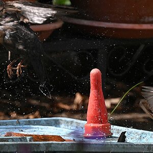 100-400_TC2_Spatz und Amsel am Wasser-3.jpg