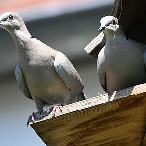 100-400_TC2_Tauben.jpg
