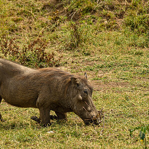 _R058046_20180729_143015_4851Masai Mara 2018_7772Masai Mara 2018.jpg