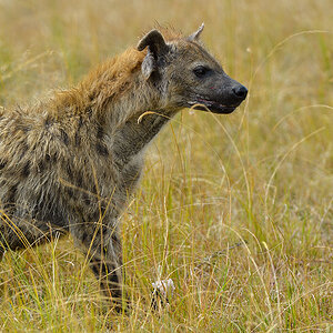 _5RG1394_20180729_143829_4943Masai Mara 2018_7468Masai Mara 2018.jpg