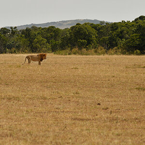 _R058055_20180729_144018_4853Masai Mara 2018_7774Masai Mara 2018.jpg