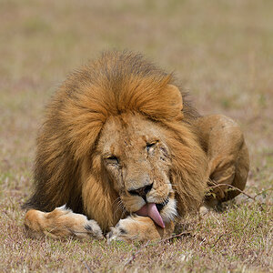 _85R7975_20180729_145453_4722Masai Mara 2018_7643Masai Mara 2018.jpg