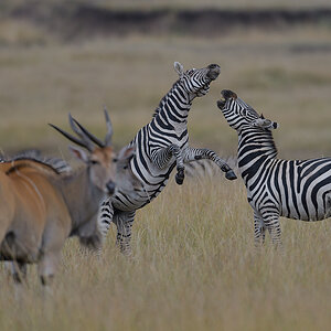 _85R8137_20180729_154147_4736Masai Mara 2018_7657Masai Mara 2018.jpg
