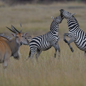 _85R8152_20180729_154150_4737Masai Mara 2018_7658Masai Mara 2018.jpg