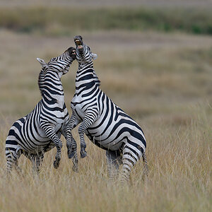 _85R8170_20180729_154207_4739Masai Mara 2018_7660Masai Mara 2018.jpg