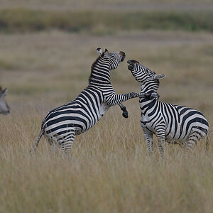 _85R8181_20180729_154211_4743Masai Mara 2018_7664Masai Mara 2018.jpg
