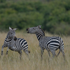 _85R8207_20180729_154250_4745Masai Mara 2018_7666Masai Mara 2018.jpg