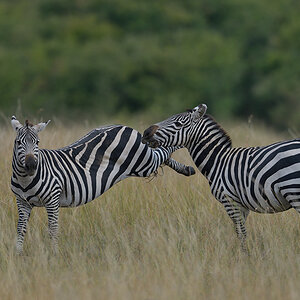 _85R8209_20180729_154250_4746Masai Mara 2018_7667Masai Mara 2018.jpg
