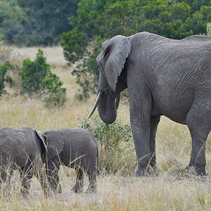 _5RG1485_20180729_160036_4949Masai Mara 2018_7474Masai Mara 2018.jpg