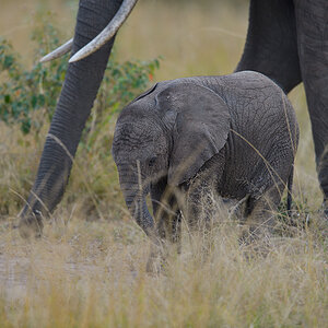 _85R8276_20180729_160042_4751Masai Mara 2018_7672Masai Mara 2018.jpg