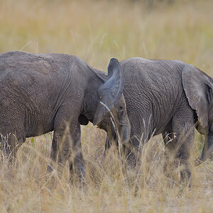 _85R8290_20180729_160136_4754Masai Mara 2018_7675Masai Mara 2018.jpg