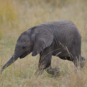 _85R8323_20180729_160213_4757Masai Mara 2018_7678Masai Mara 2018.jpg