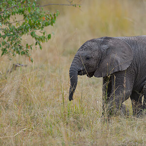 _85R8327_20180729_160213_4761Masai Mara 2018_7682Masai Mara 2018.jpg