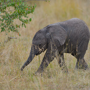 _85R8329_20180729_160213_4763Masai Mara 2018_7684Masai Mara 2018.jpg