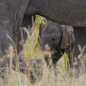 _85R8350_20180729_160337_4765Masai Mara 2018_7686Masai Mara 2018.jpg