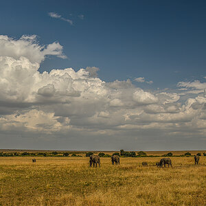 _R058062_20180729_160705_4854Masai Mara 2018_7775Masai Mara 2018.jpg
