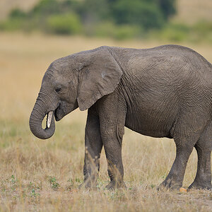 _85R8425_20180729_161026_4784Masai Mara 2018_7705Masai Mara 2018.jpg