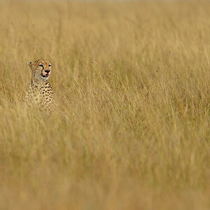 _R058064_20180729_163832_4855Masai Mara 2018_7776Masai Mara 2018.jpg