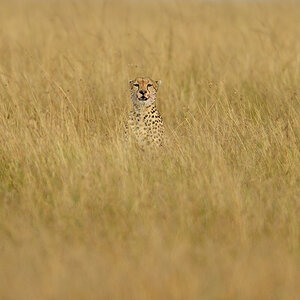 _R058069_20180729_163834_4856Masai Mara 2018_7777Masai Mara 2018.jpg
