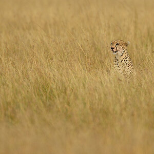 _R058074_20180729_163836_4857Masai Mara 2018_7778Masai Mara 2018.jpg