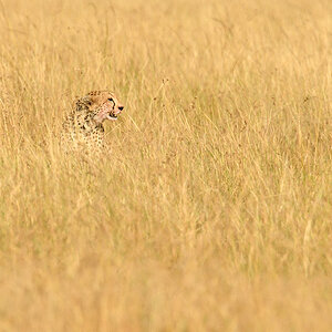_R058118_20180729_164718_4858Masai Mara 2018_7779Masai Mara 2018.jpg