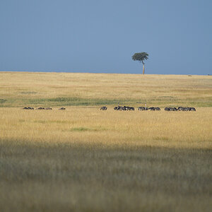 _5RG1511_20180729_170438_4952Masai Mara 2018_7477Masai Mara 2018.jpg