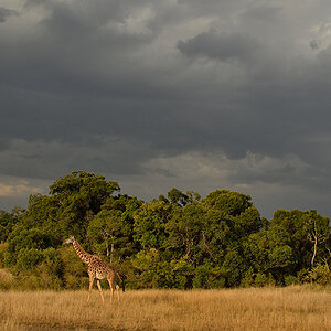 _R058273_20180729_174502_4860Masai Mara 2018_7781Masai Mara 2018.jpg