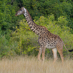 _85R8457_20180729_174903_4791Masai Mara 2018_7712Masai Mara 2018.jpg