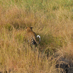_85R8483_20180729_175732_4792Masai Mara 2018_7713Masai Mara 2018.jpg