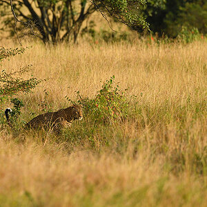 _5RG1578_20180729_180933_4963Masai Mara 2018_7488Masai Mara 2018.jpg