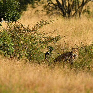 _5RG1581_20180729_180934_4964Masai Mara 2018_7489Masai Mara 2018.jpg