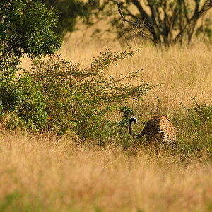 _5RG1602_20180729_181001_4965Masai Mara 2018_7490Masai Mara 2018.jpg