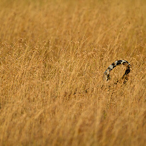 _5RG1642_20180729_181231_4969Masai Mara 2018_7494Masai Mara 2018.jpg