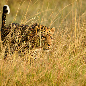 _5RG1699_20180729_181247_4976Masai Mara 2018_7501Masai Mara 2018.jpg