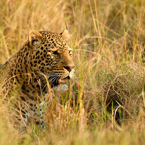 _5RG1724_20180729_181259_4978Masai Mara 2018_7503Masai Mara 2018.jpg
