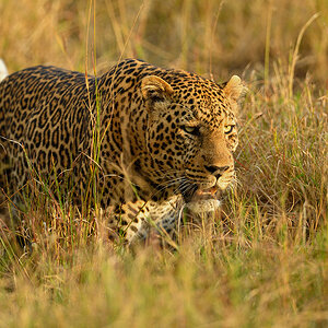 _5RG1734_20180729_181300_4979Masai Mara 2018_7504Masai Mara 2018.jpg