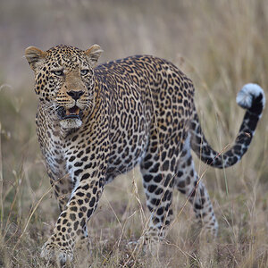 _5RG1954_20180729_182707_4996Masai Mara 2018_7521Masai Mara 2018.jpg