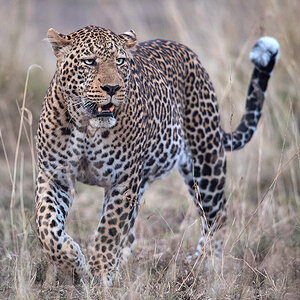 2_5RG1956_20180729_182707_7813Masai Mara 2018.jpg