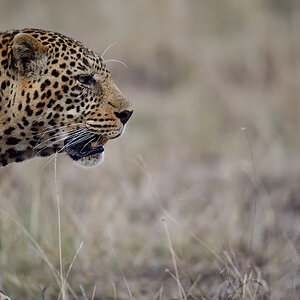_5RG2008_20180729_182715_5000Masai Mara 2018_7525Masai Mara 2018.jpg