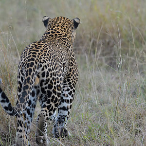 _85R8505_20180729_182821_4794Masai Mara 2018_7715Masai Mara 2018.jpg
