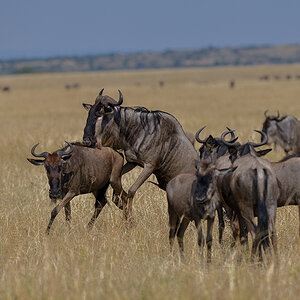 _85R8538_20180730_101305_5009Masai Mara 2018_6647Masai Mara 2018.jpg