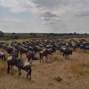_5RG2691_20180730_104550_5275Masai Mara 2018_6549Masai Mara 2018.jpg