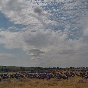 _5RG2710_20180730_104630_5279Masai Mara 2018_6553Masai Mara 2018.jpg