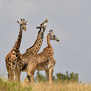 _5RG2732_20180730_125528_5282Masai Mara 2018_6556Masai Mara 2018.jpg