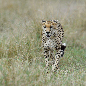 _5RG2916_20180730_142658_5301Masai Mara 2018_6575Masai Mara 2018.jpg
