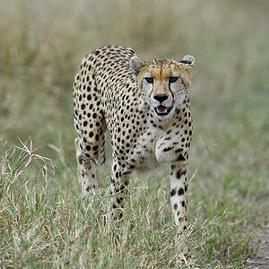 _5RG2932_20180730_142701_5304Masai Mara 2018_6578Masai Mara 2018.jpg